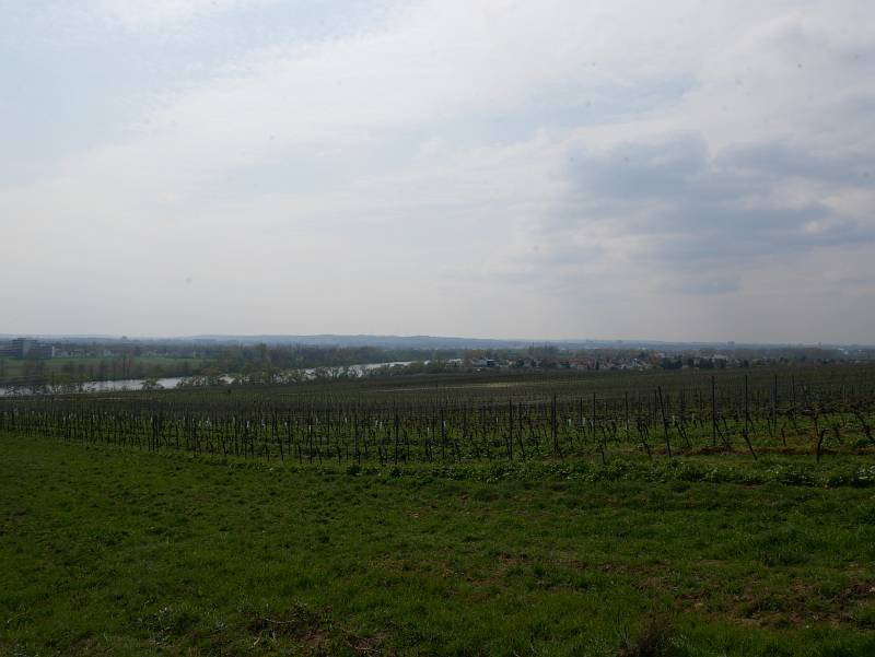 Weinberge bei Flörsheim