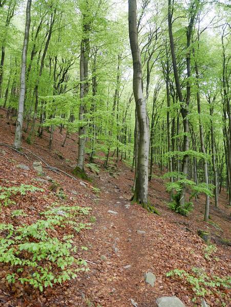 Aufstieg auf den Altkönig (798 m), Wanderweg