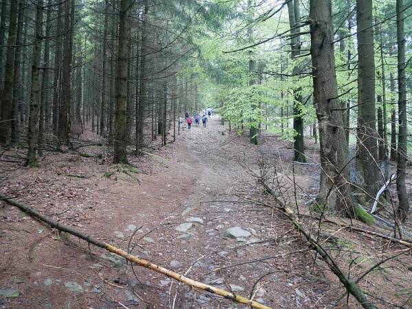 Aufstieg auf den Altkönig (798 m), Wanderweg mit einer großen Gruppe vor mir