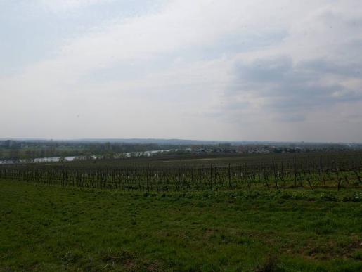 Weinberge bei Flörsheim