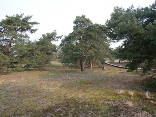 Schwanheimer Düne