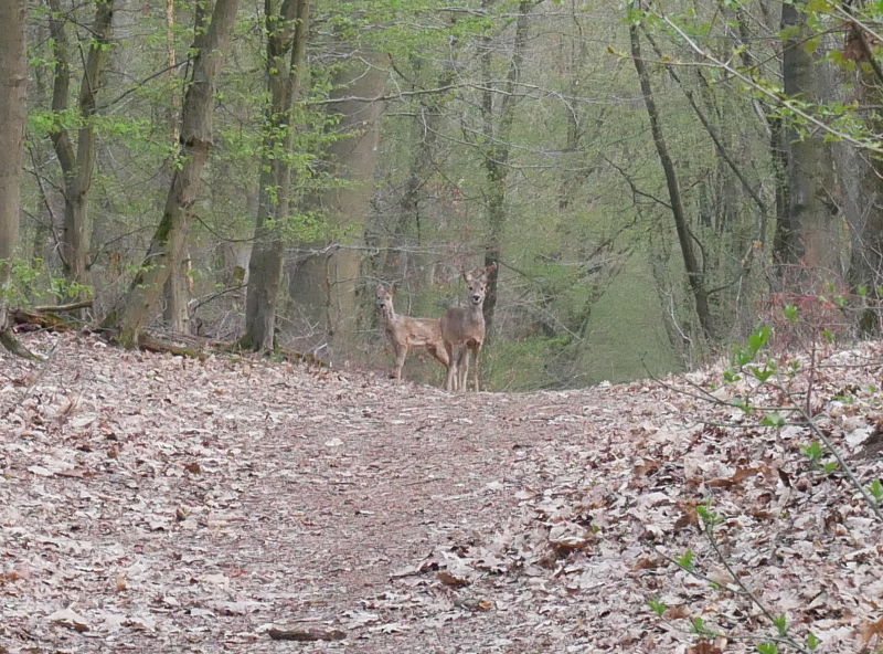 Rehe beim Waldstadion, Frankfurt