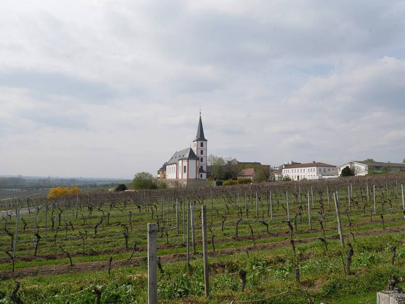 Weinberge bei Flörsheim