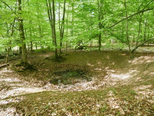 Herumirren im Wald