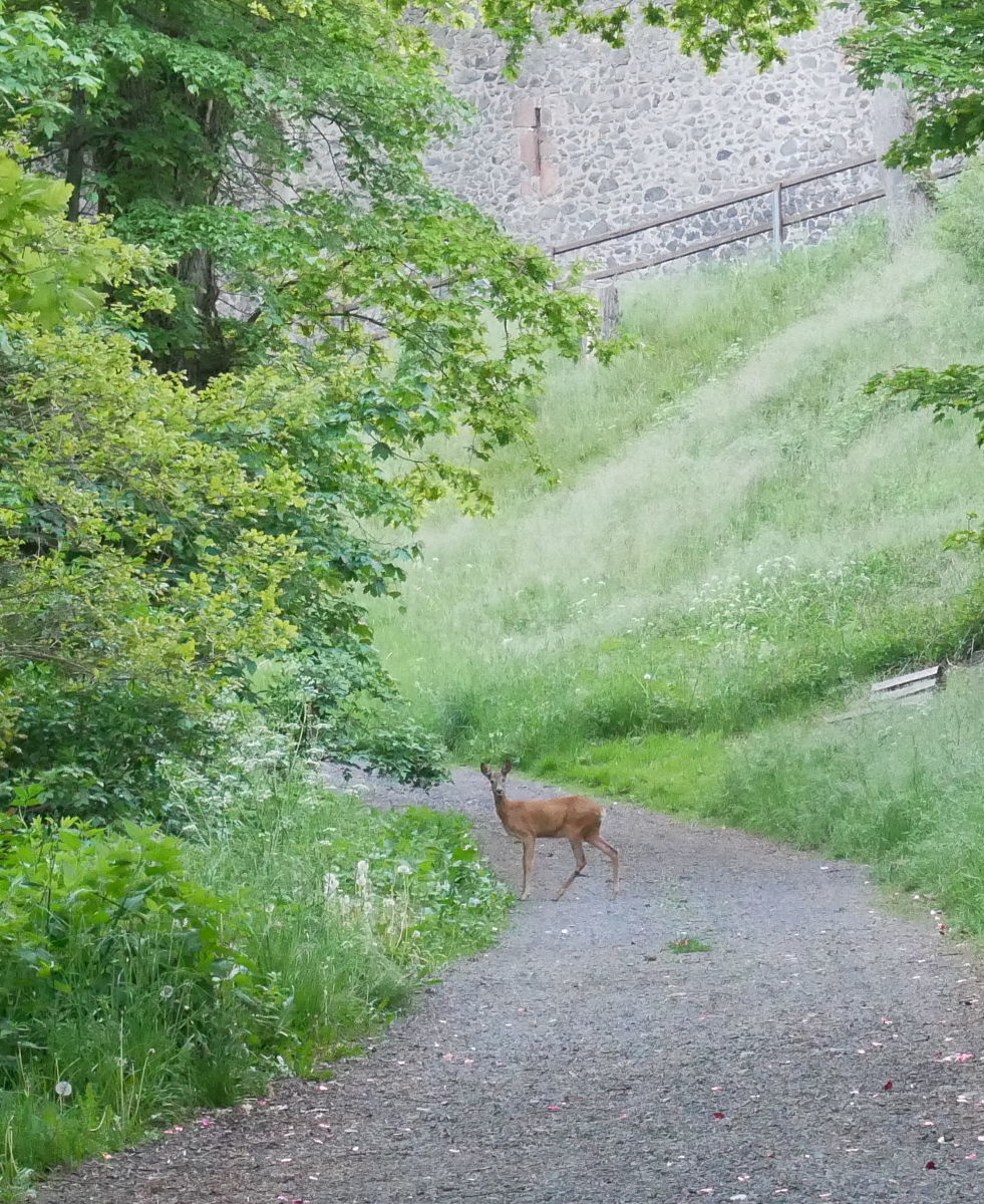 Reh in Amöneburg, kurz vor Sonnenuntergang