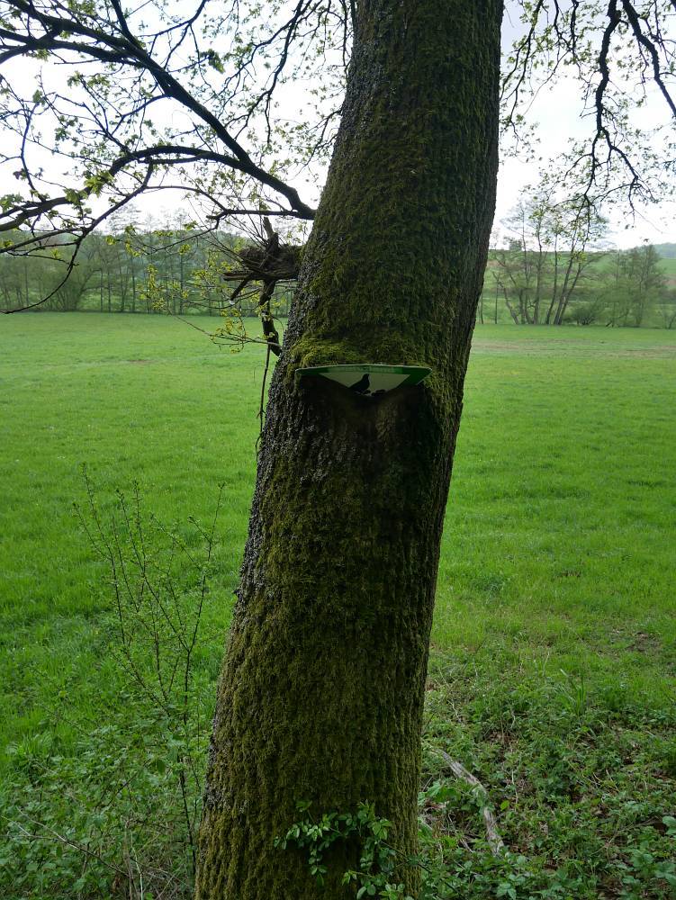 Baum frisst Schild... Zwischen Philippstein und Braunfels