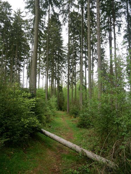 Wanderweg im Taunus Richtung Schmitten