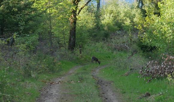 Reh im Wald