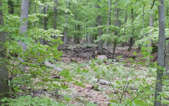 2 Rehe im Wald