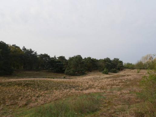 Schwanheimer Düne
