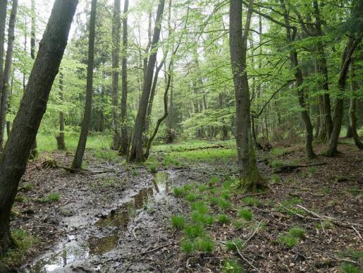 Herumirren im Wald
